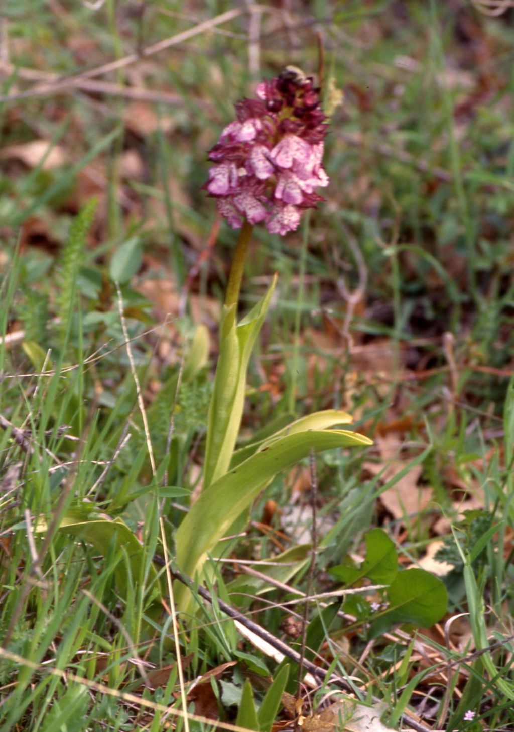 Orchis purpurea